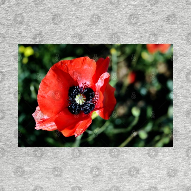Red Poppy Flower by InspiraImage